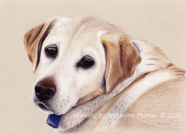 Nellie - Yellow Lab