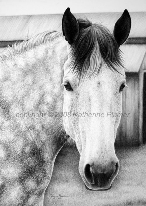 percheron graphite drawing