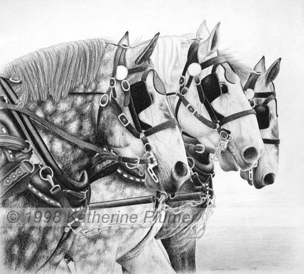 Pencil Horse Drawing Percherons