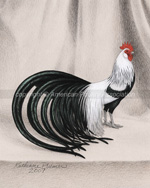 Silver Phoenix Chicken Art Drawing